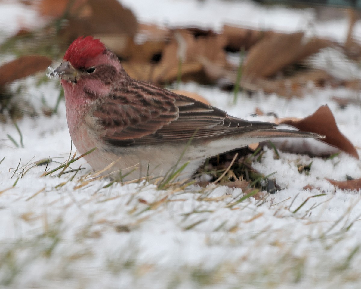 Cassin's Finch - ML305623481