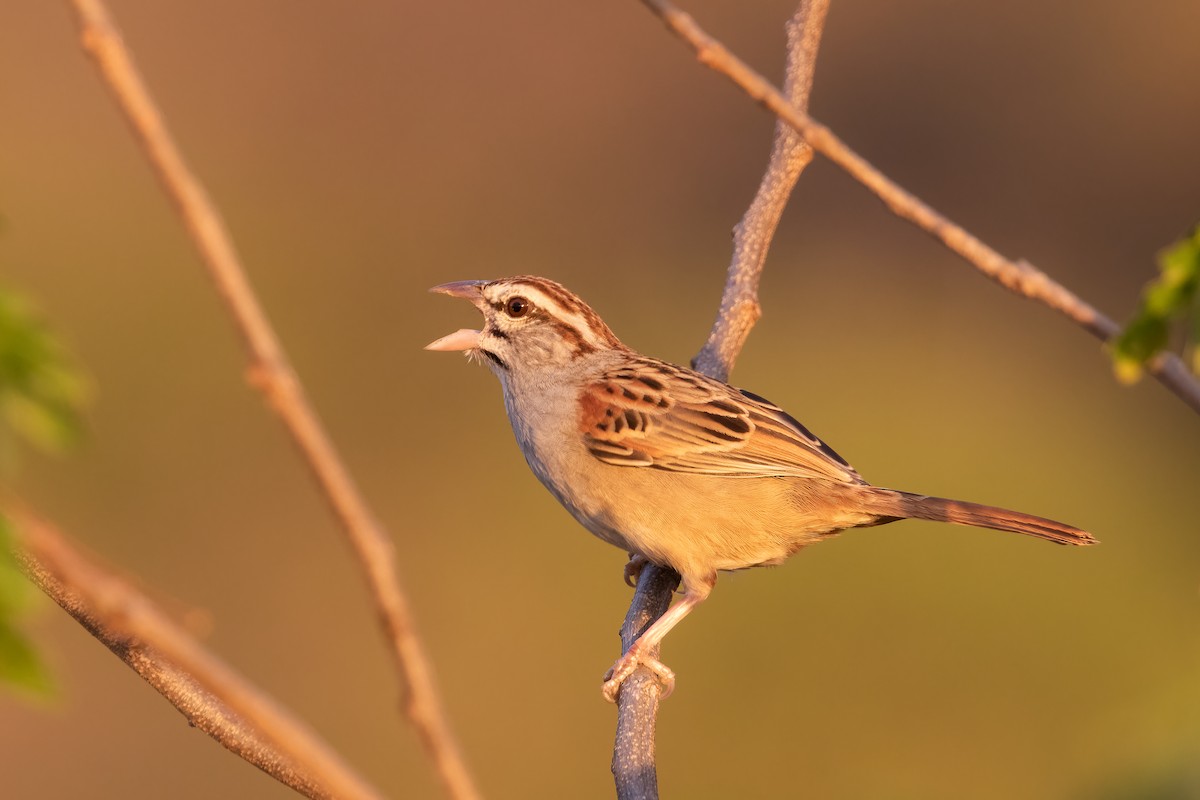 Cinnamon-tailed Sparrow - Blair Dudeck