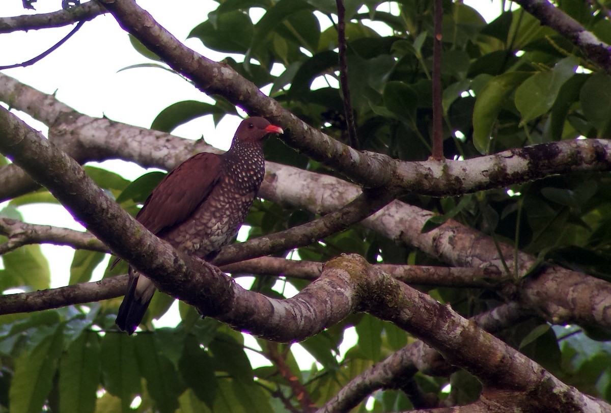 Scaled Pigeon - ML30562471