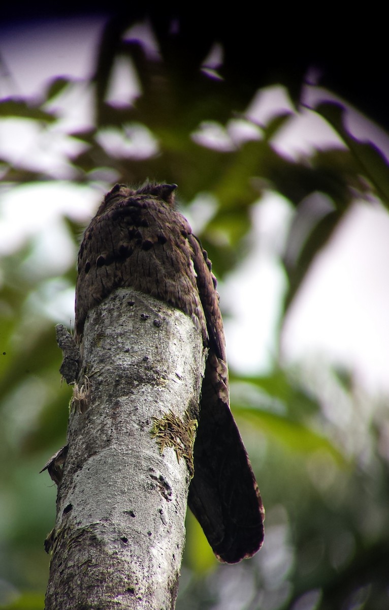 Common Potoo - ML30562501