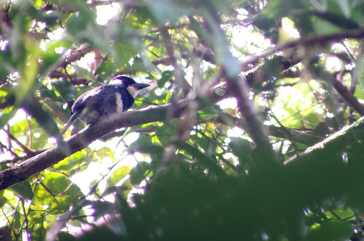 Black-breasted Puffbird - ML30562511