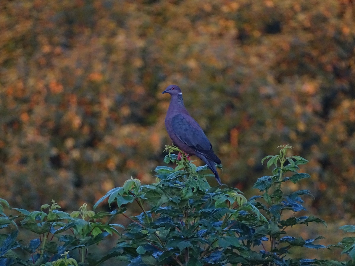 Chilean Pigeon - ML305626871