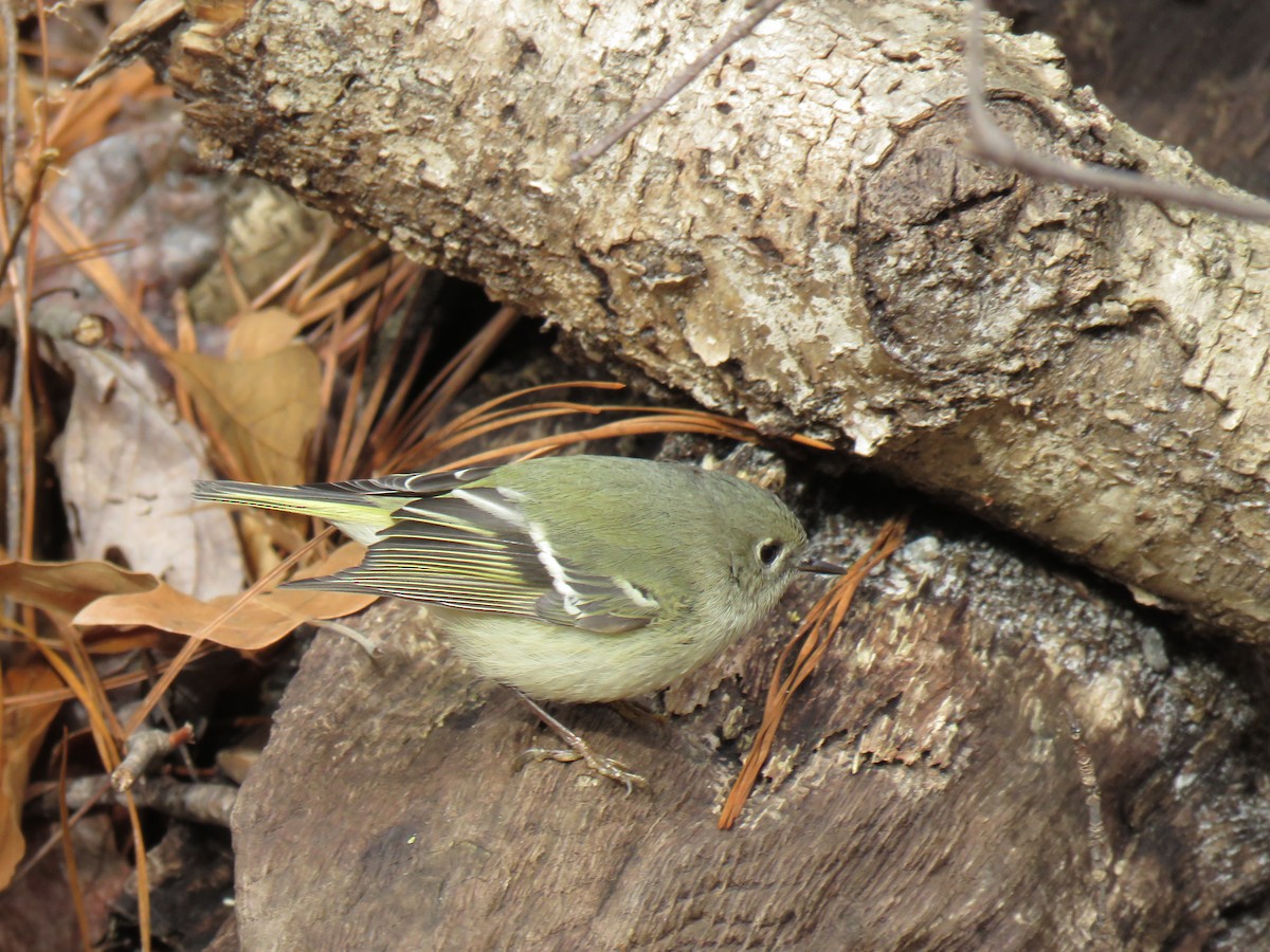 Ruby-crowned Kinglet - ML305626921