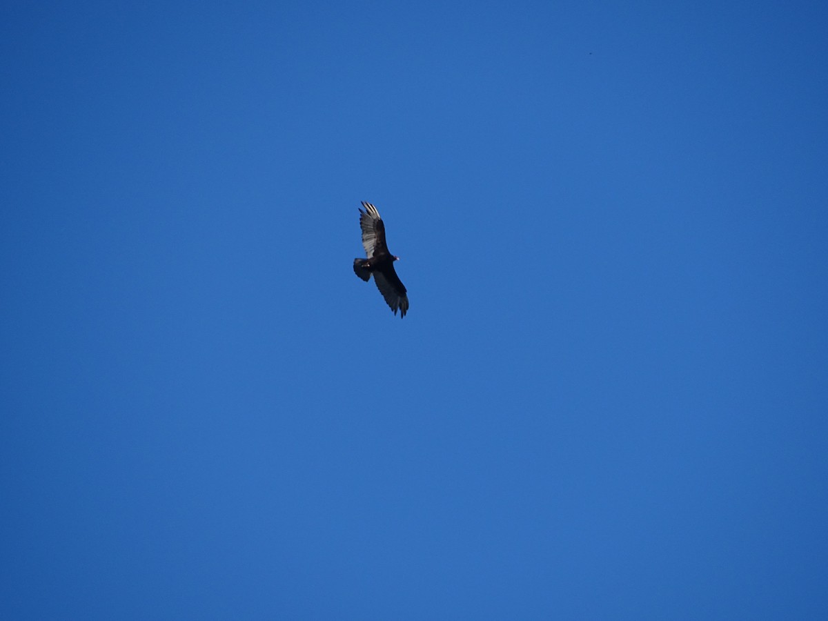 Turkey Vulture - ML305628061