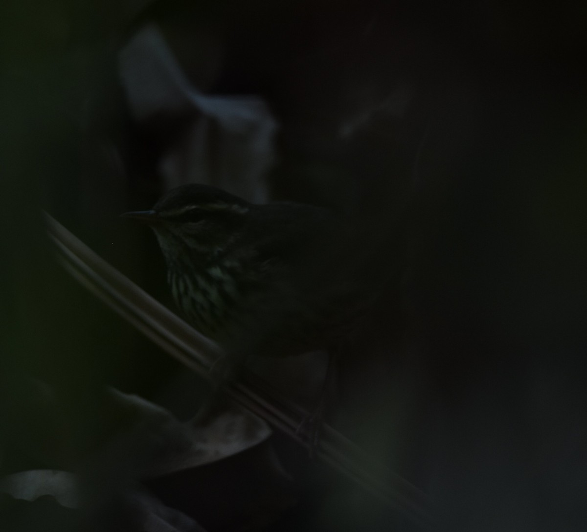 Northern Waterthrush - ML305628211