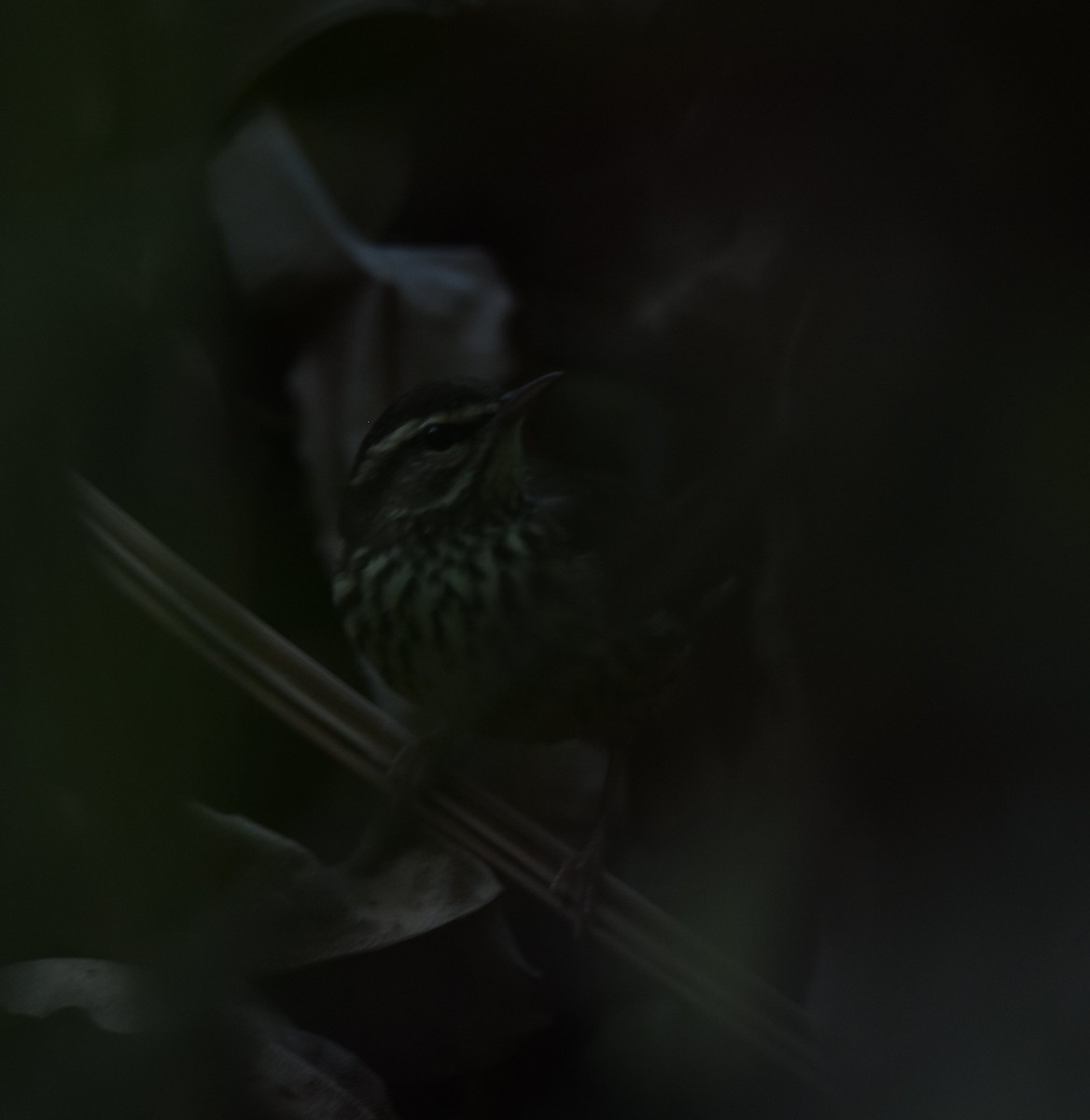 Northern Waterthrush - ML305628221