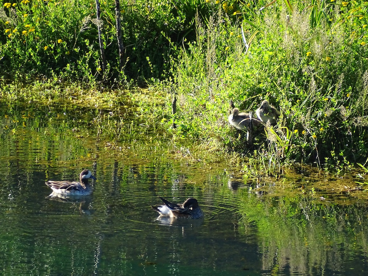 Chiloe Wigeon - ML305628471