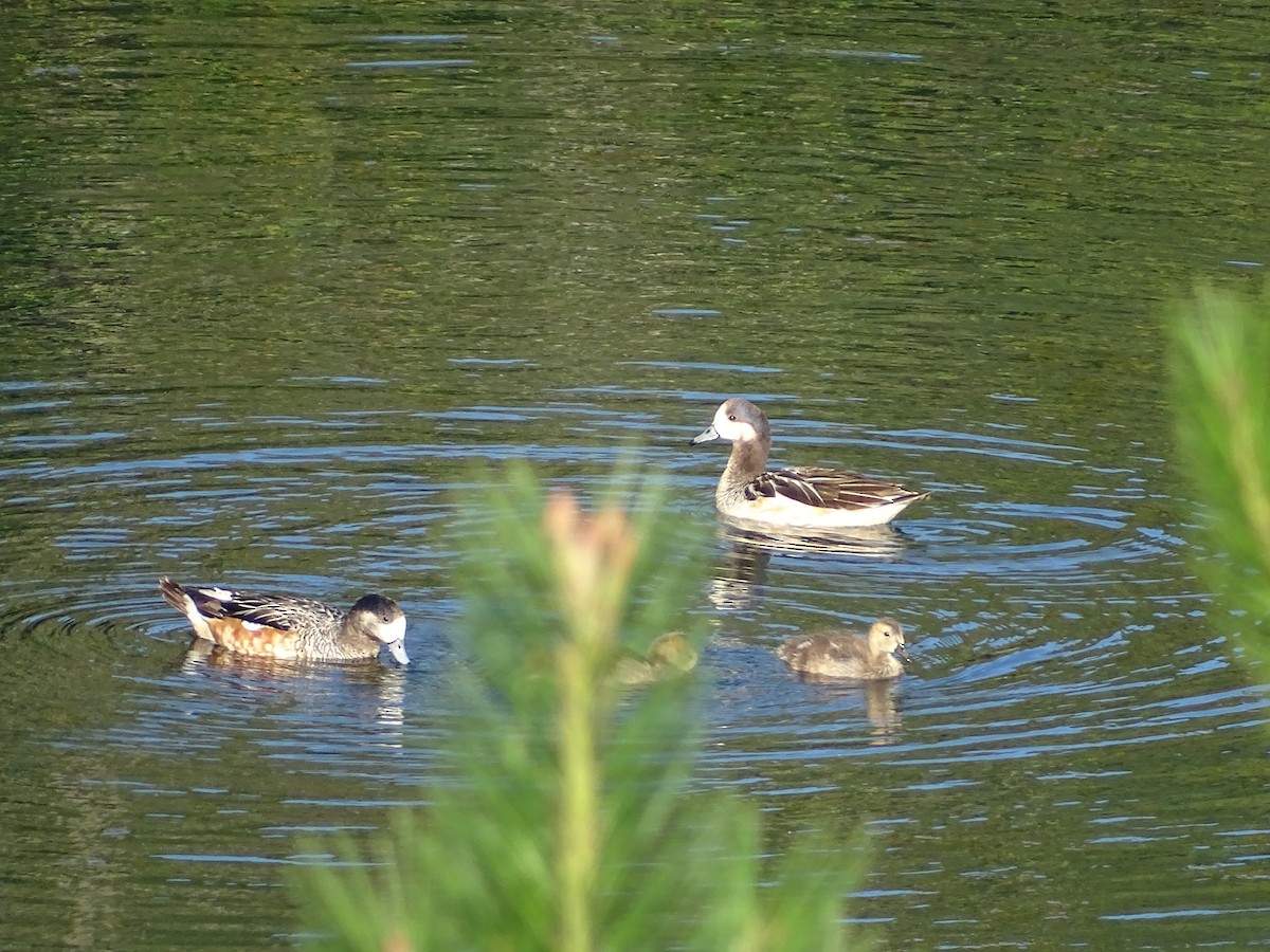 Chiloe Wigeon - ML305628781