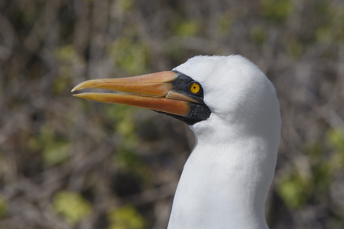 Nazca Booby - ML305630211