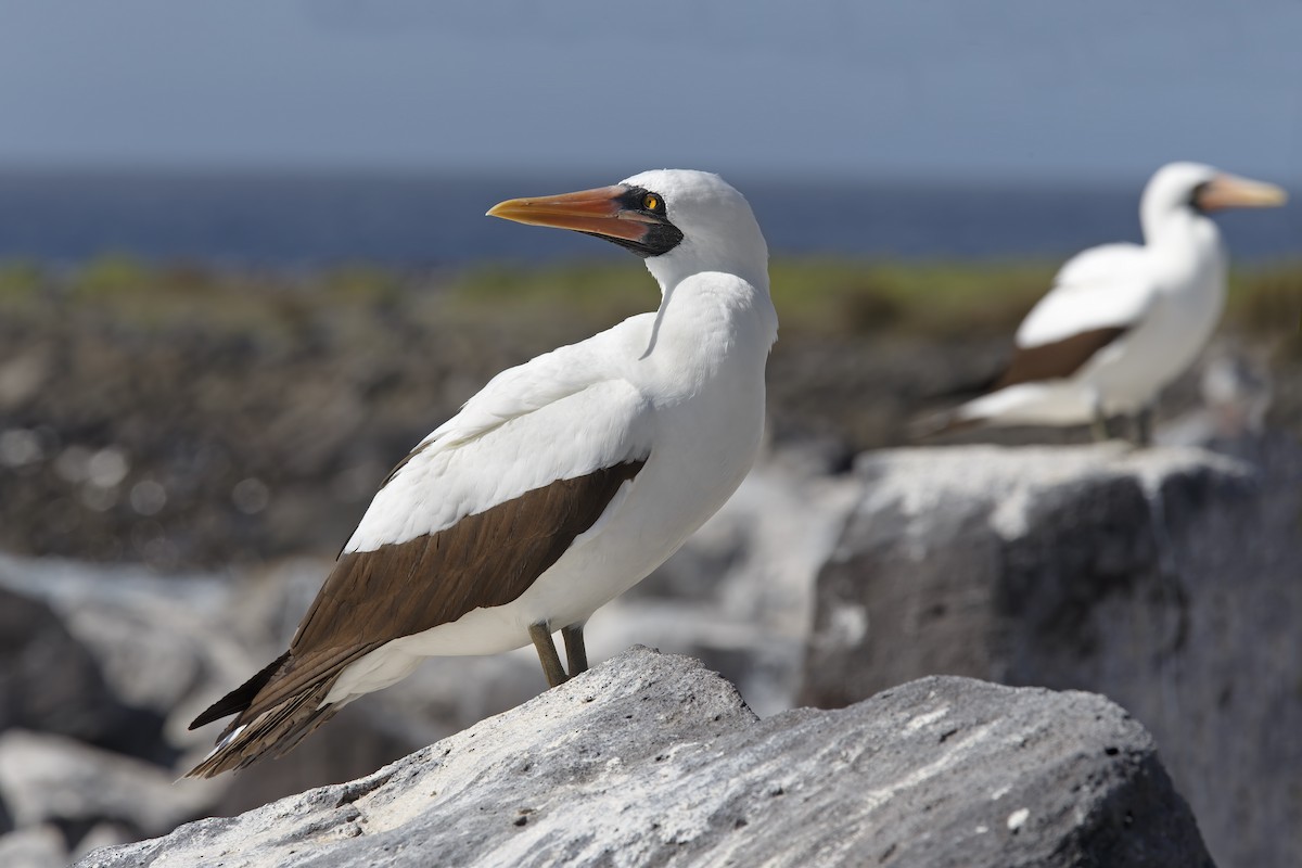 Nazca Booby - ML305630291