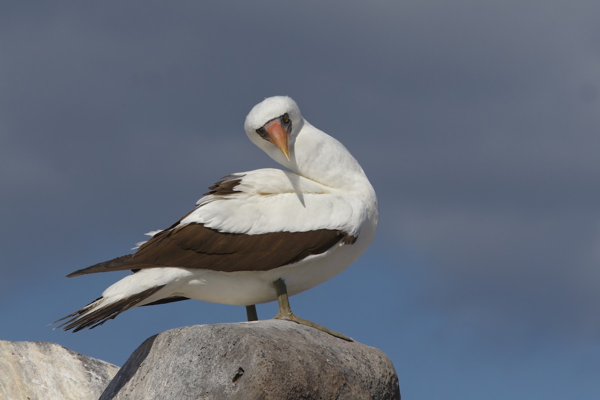 Nazca Booby - ML305630361