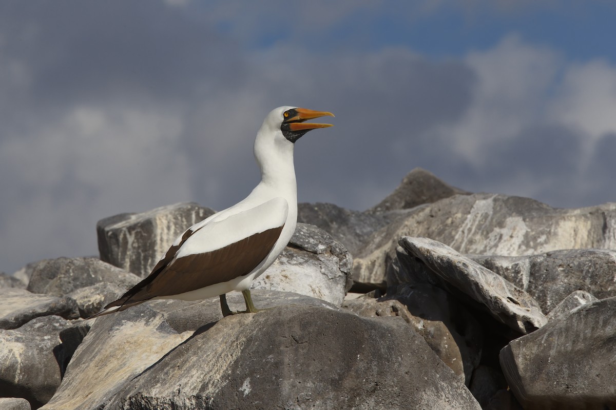 Nazca Booby - ML305630451