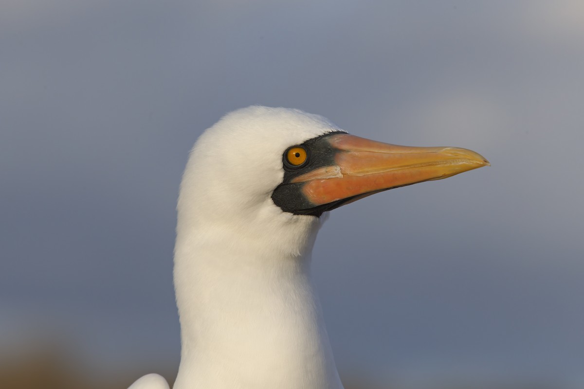 Nazca Booby - ML305630561