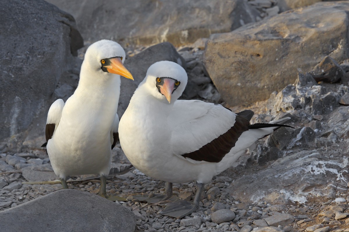 Nazca Booby - ML305630611