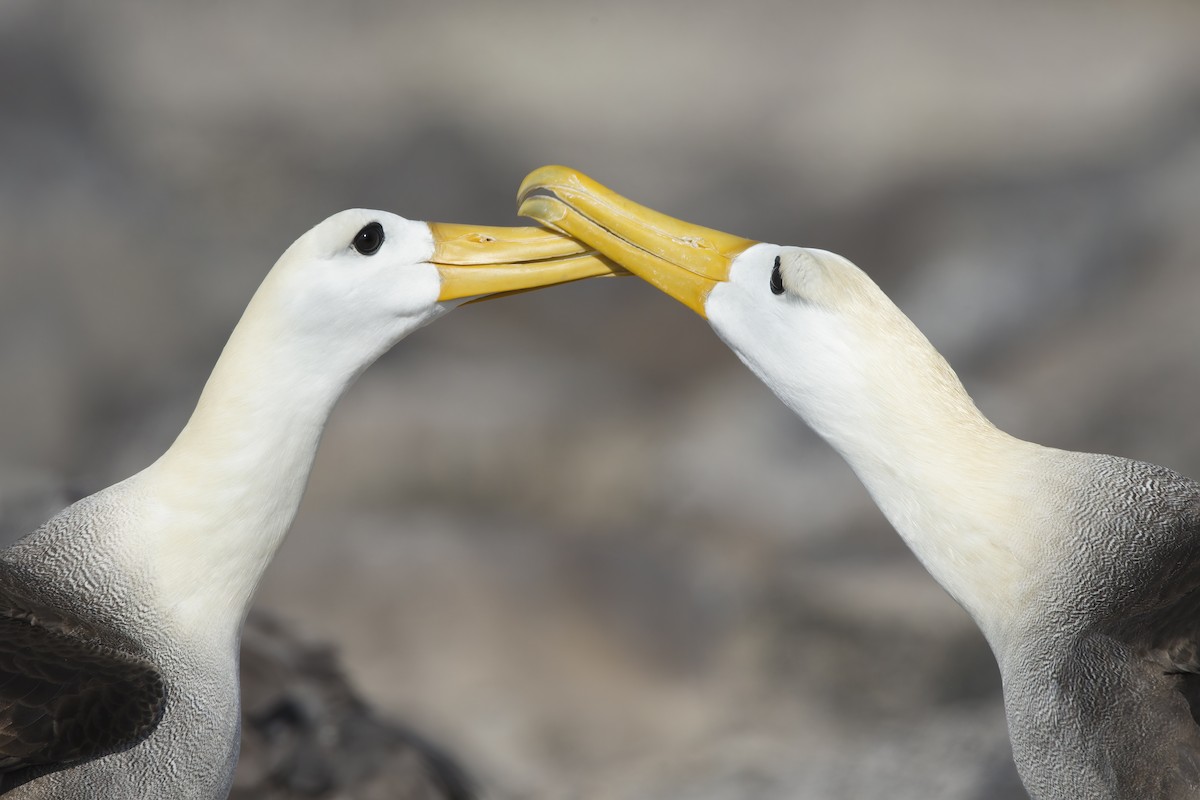 Albatros des Galapagos - ML305630641