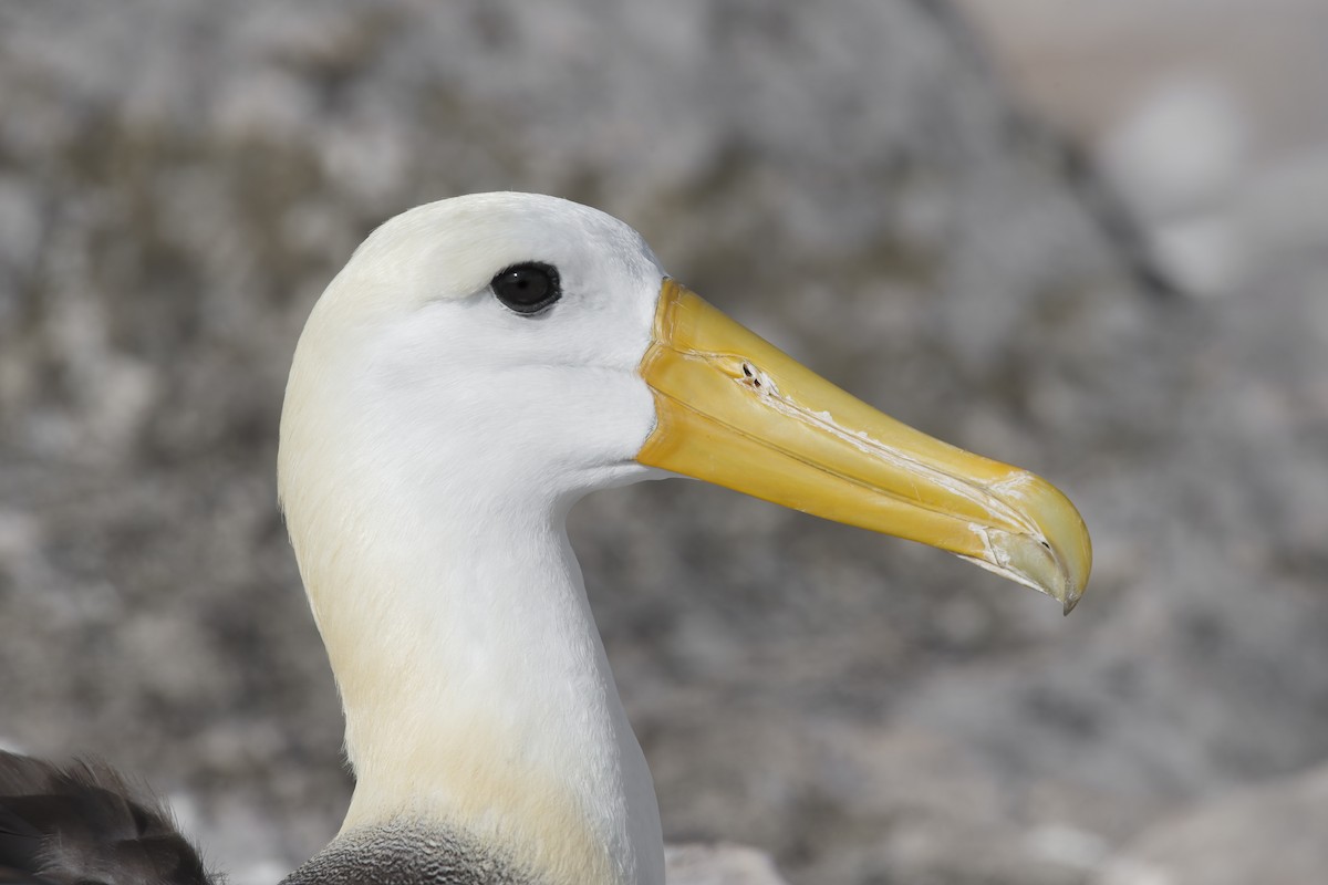 Albatros des Galapagos - ML305630651