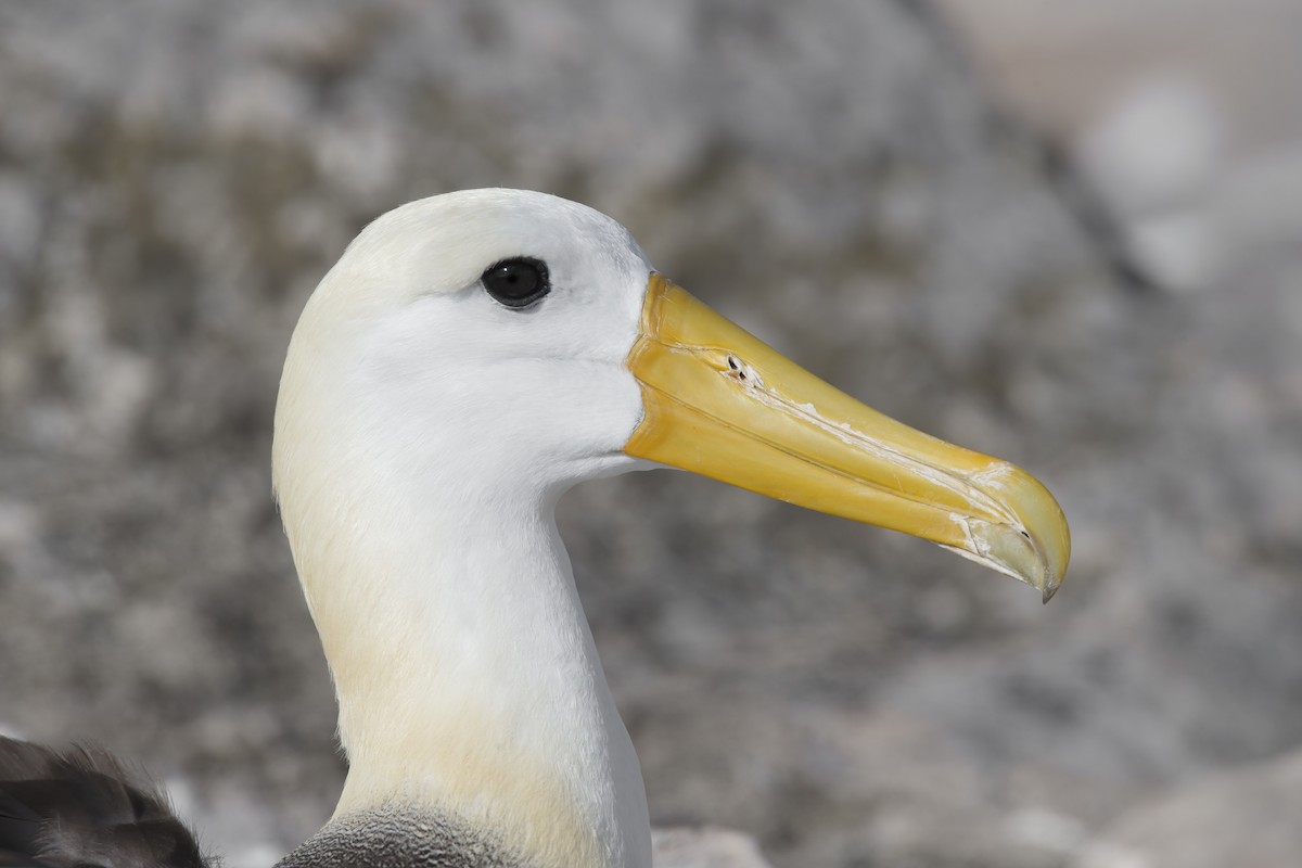 Waved Albatross - ML305630651