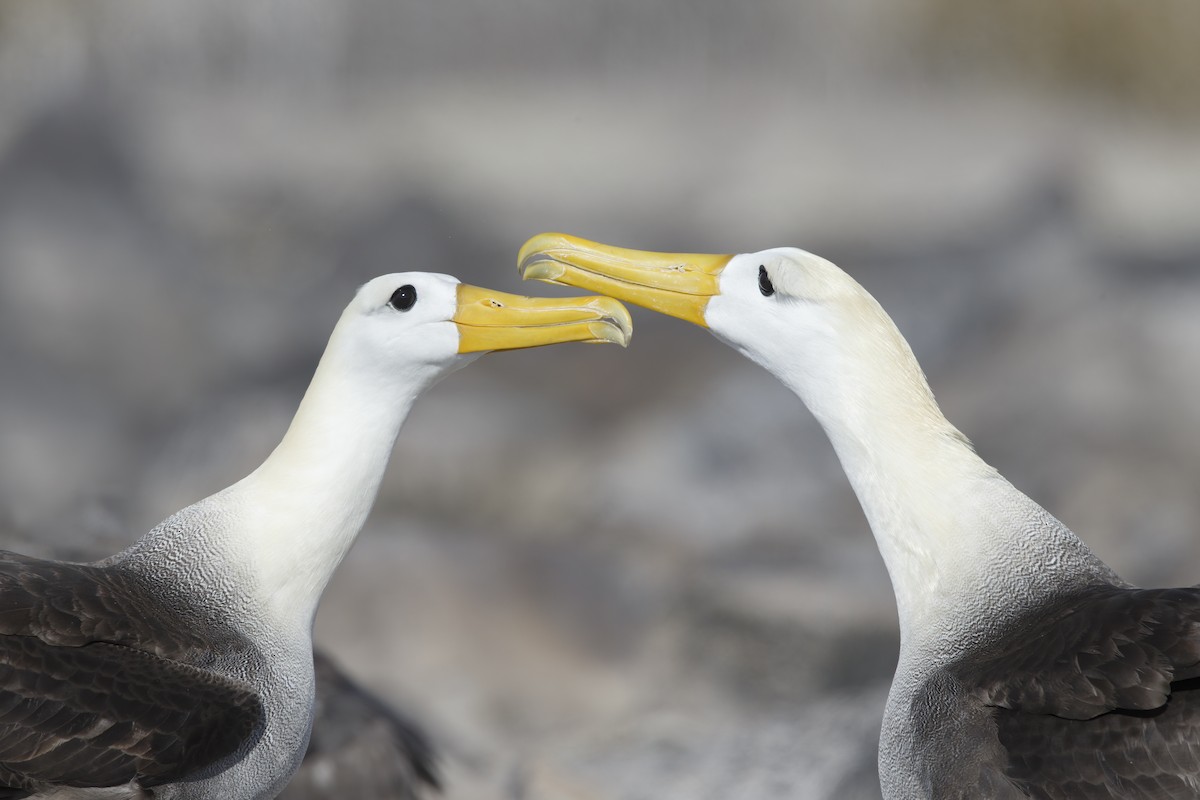 Albatros des Galapagos - ML305630711