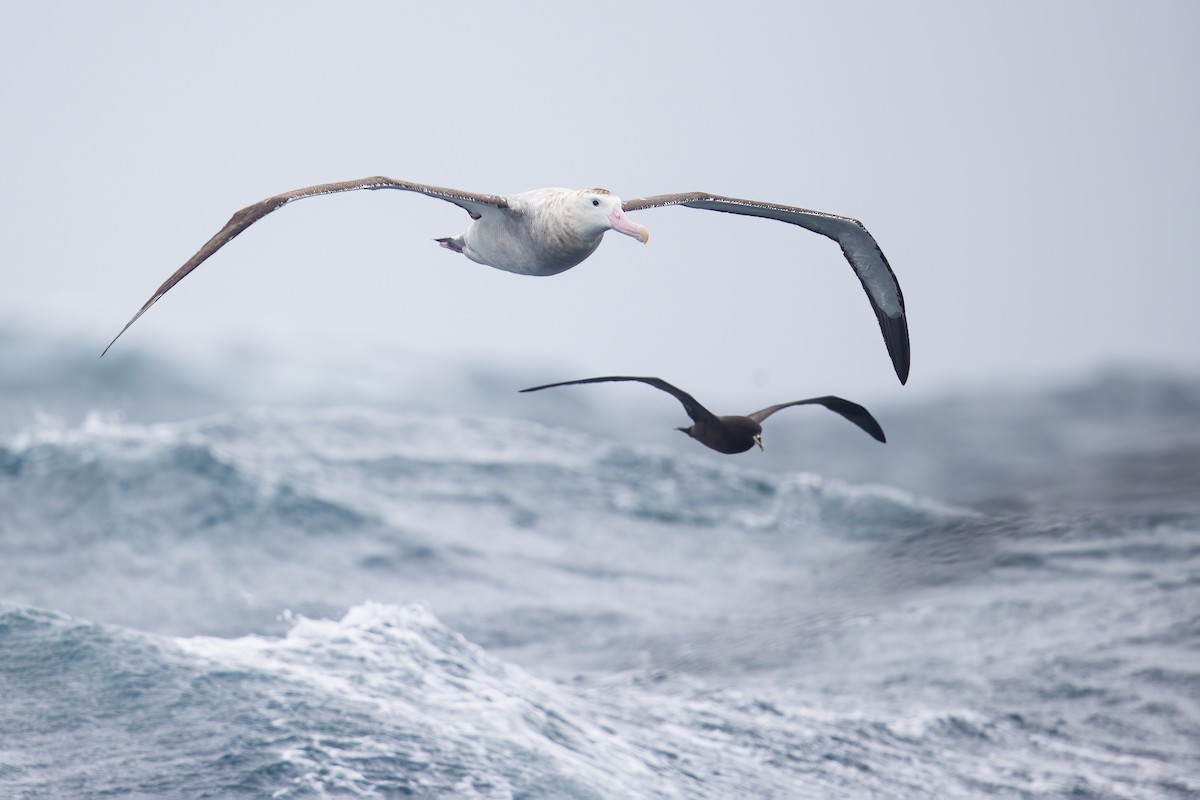 Albatros Viajero/de Tristán de Acuña/de las Antípodas - ML305630761