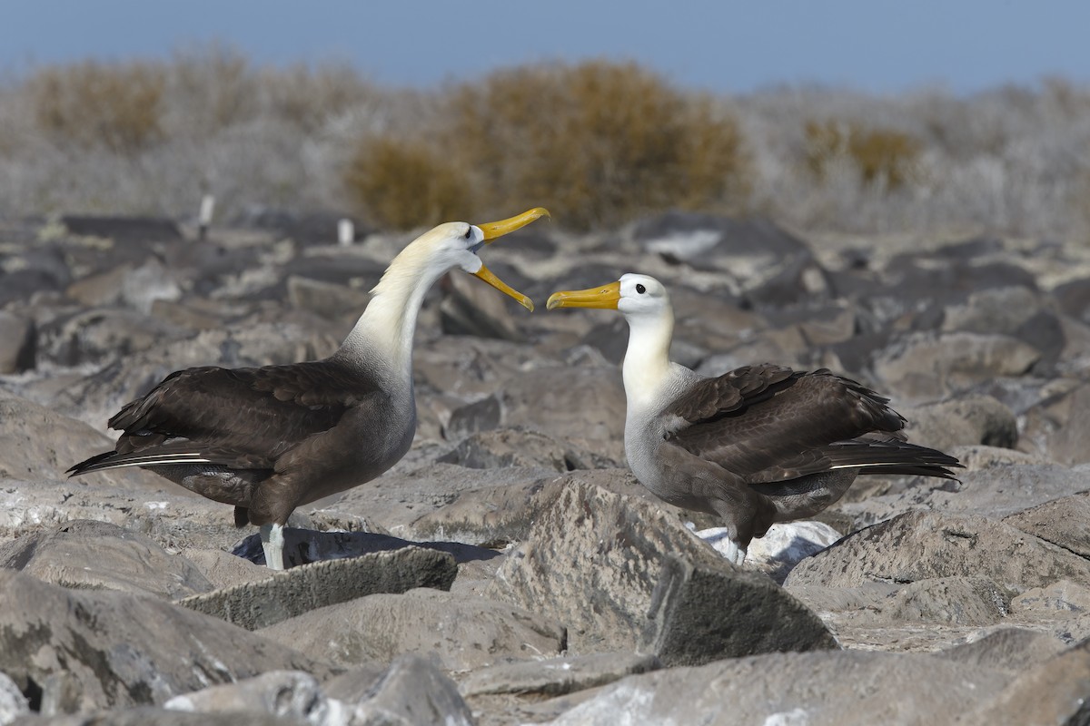 Albatros des Galapagos - ML305630791