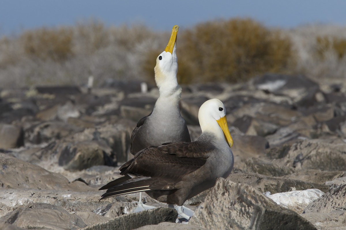 Albatros des Galapagos - ML305630821