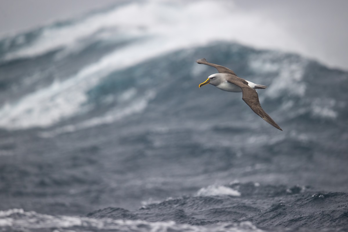 Buller's Albatross - ML305630851