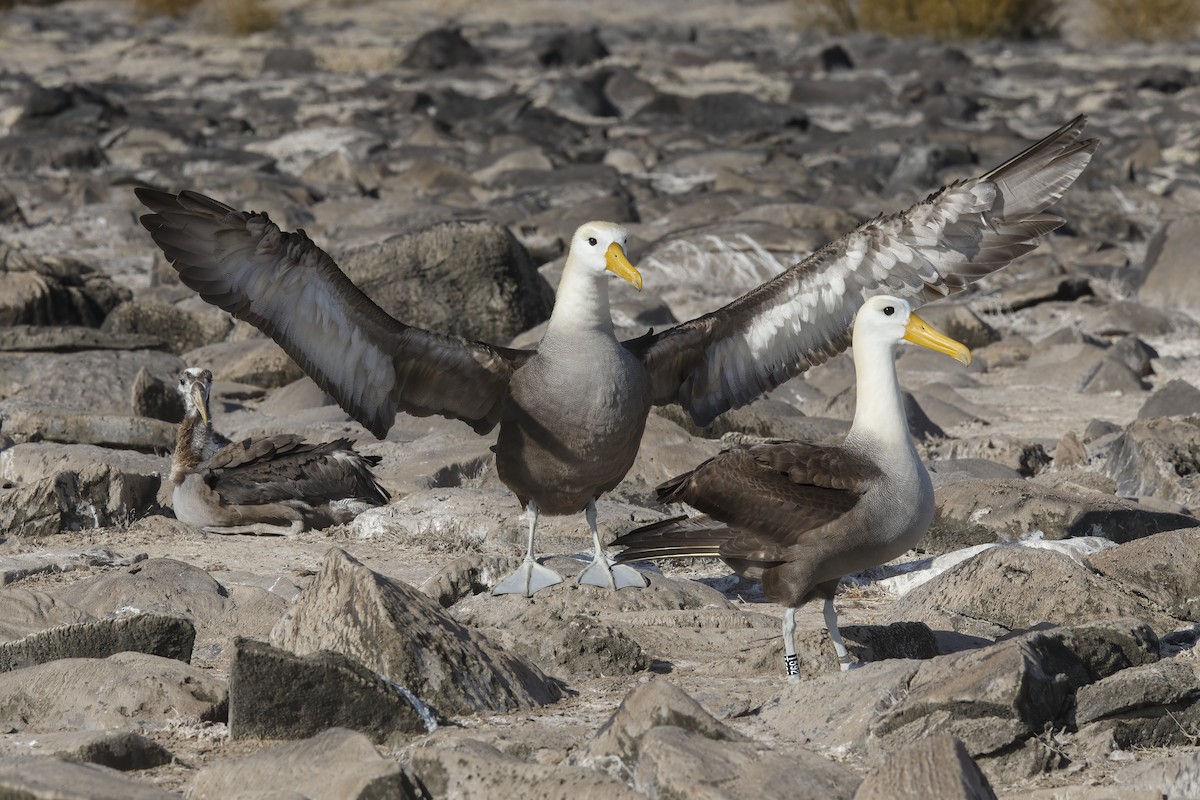 Albatros des Galapagos - ML305630901