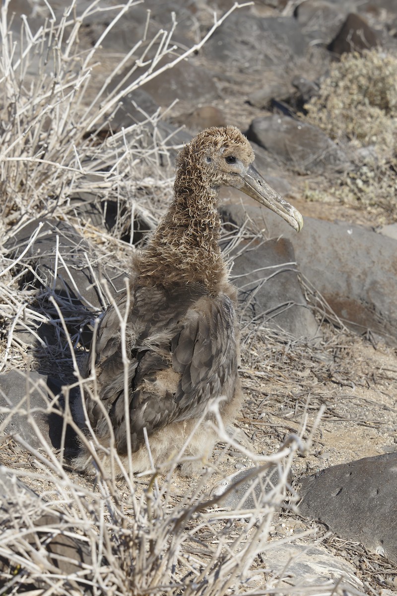 Albatros des Galapagos - ML305630981