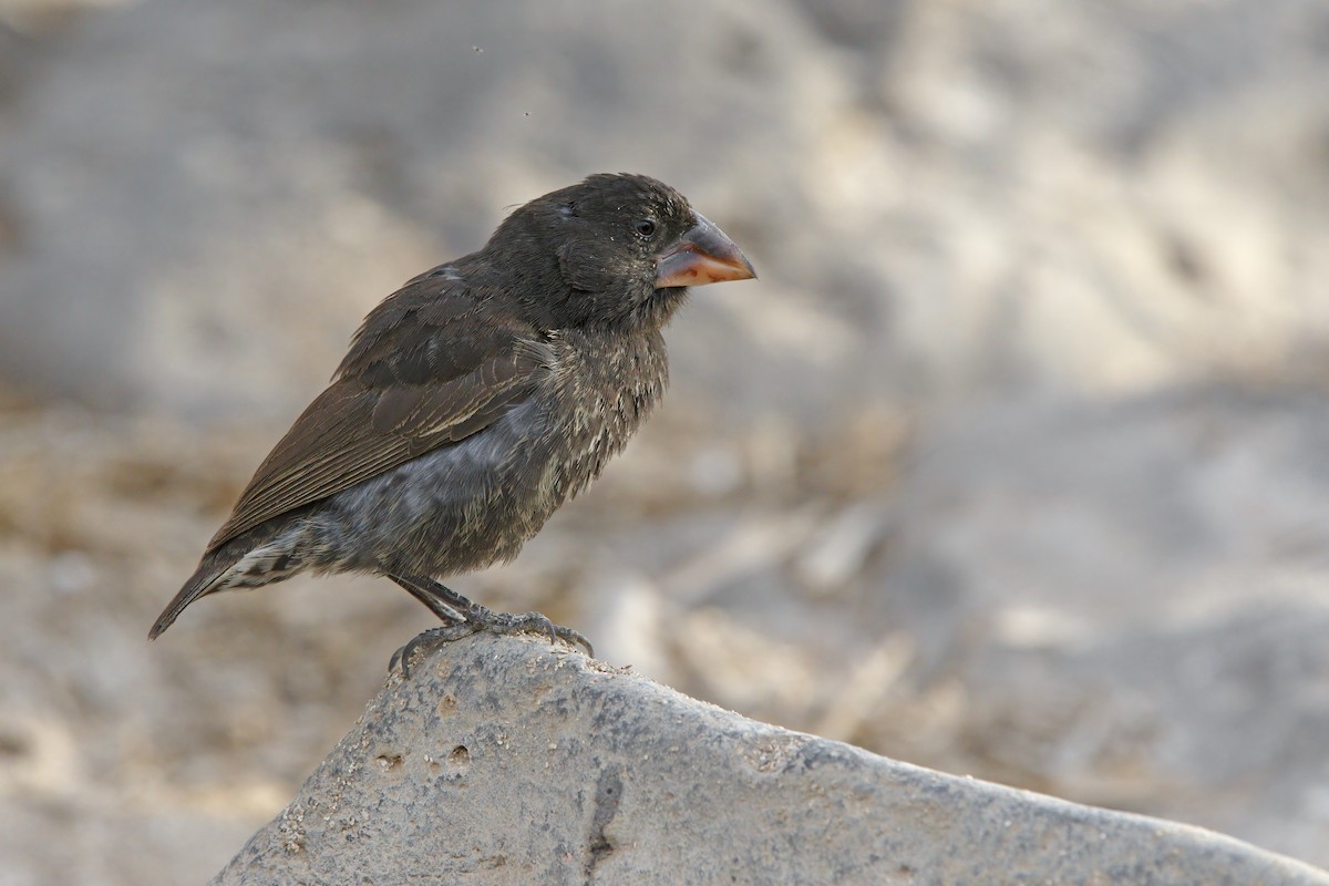 Española Ground-Finch - ML305631121