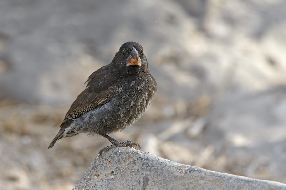 Española Ground-Finch - ML305631151