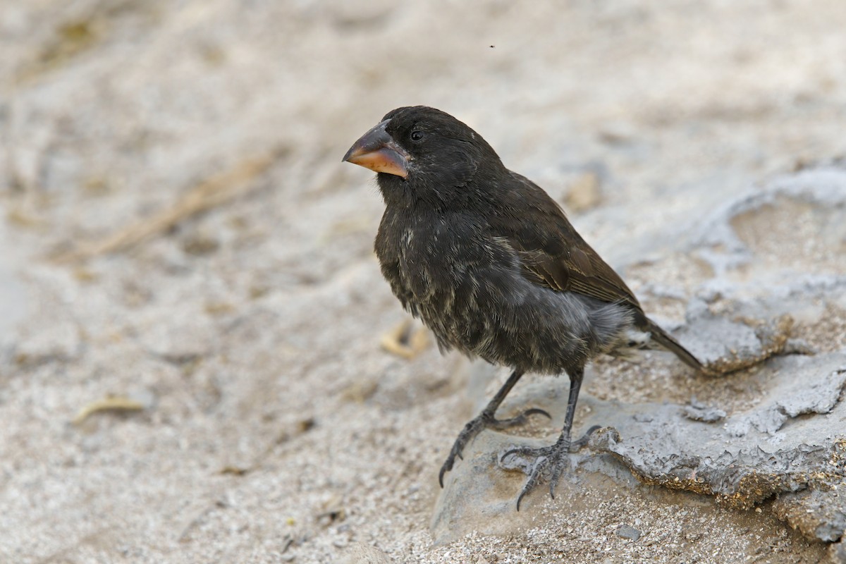 Española Ground-Finch - ML305631221