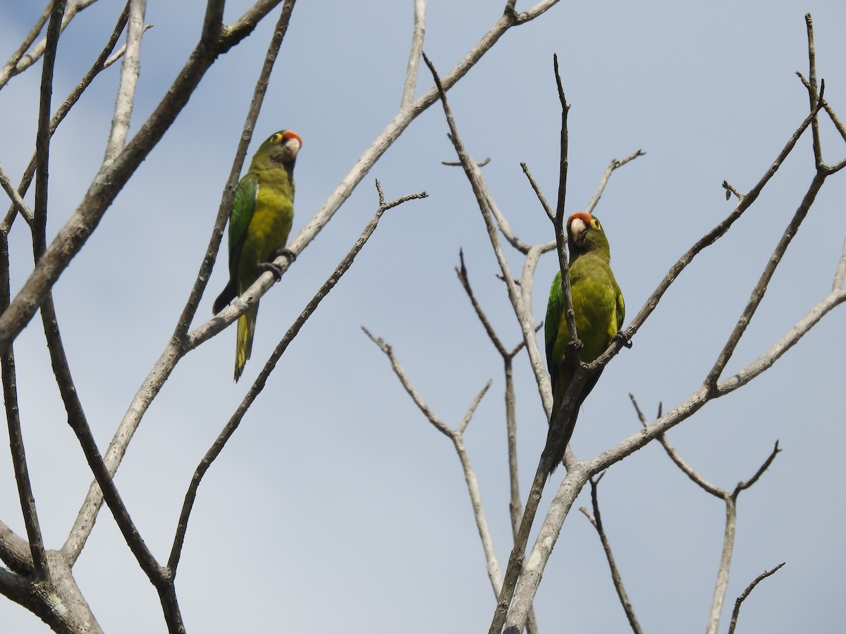 aratinga oranžovočelý - ML305631341