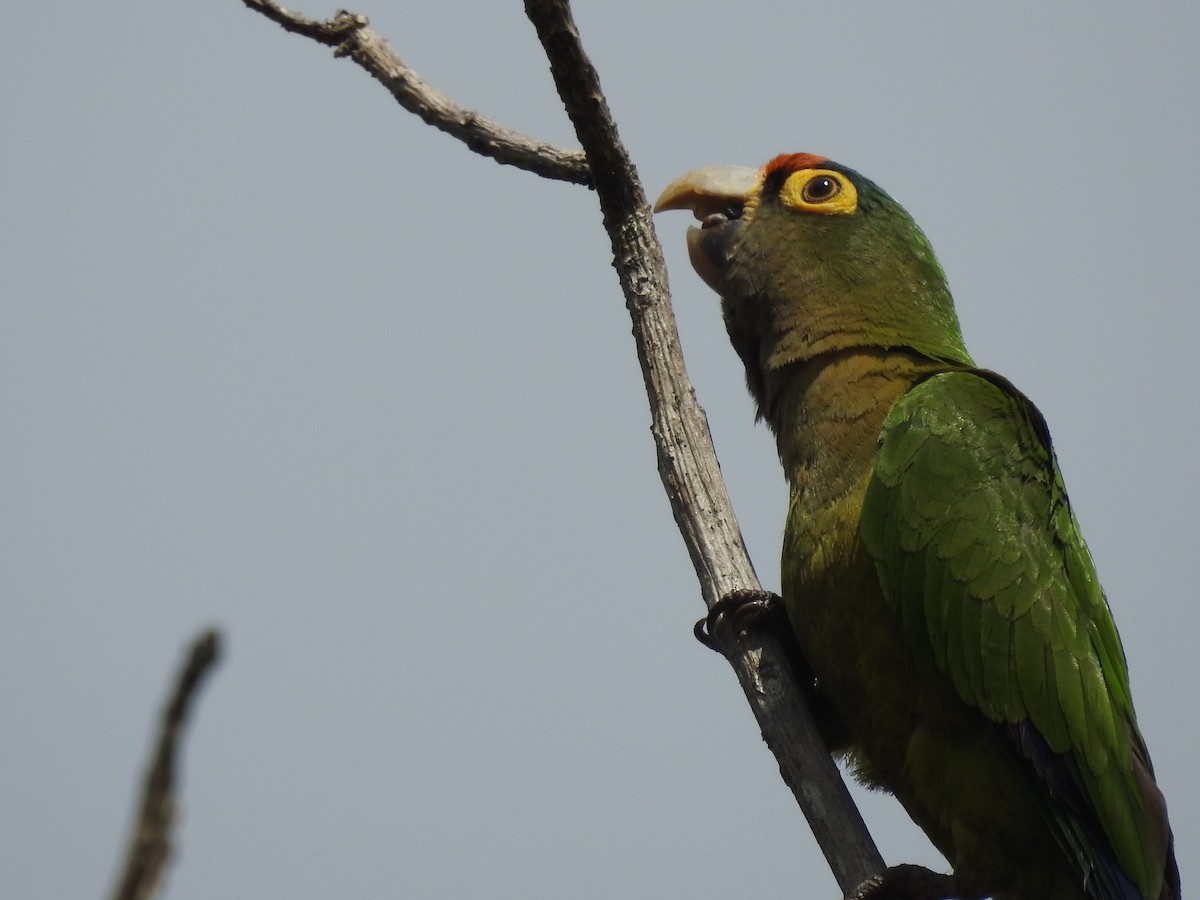 Orange-fronted Parakeet - ML305631351