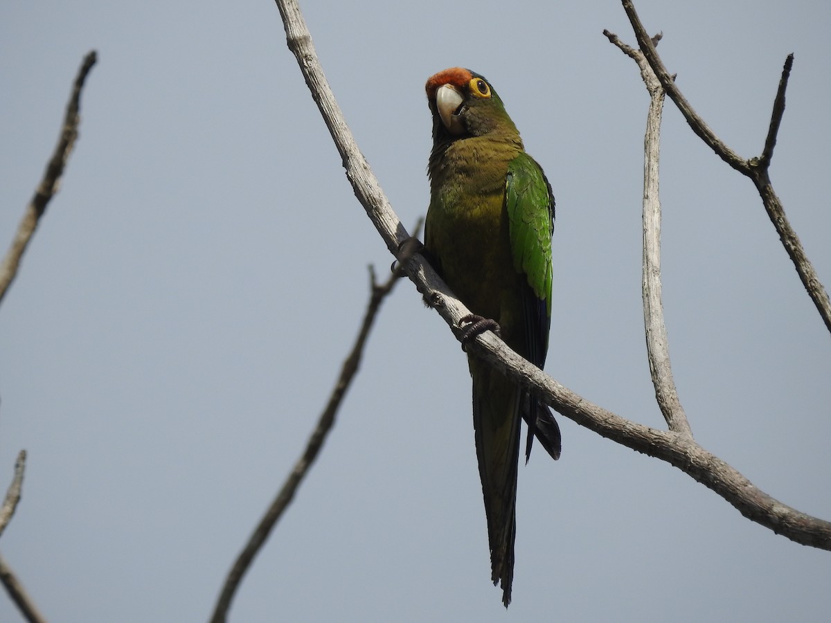 Orange-fronted Parakeet - ML305631361