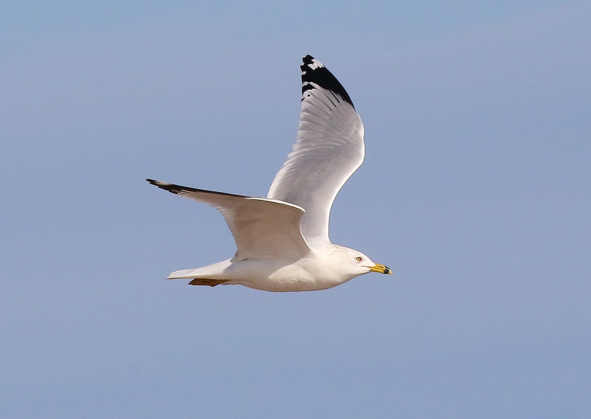 Ring-billed Gull - Doug Beach