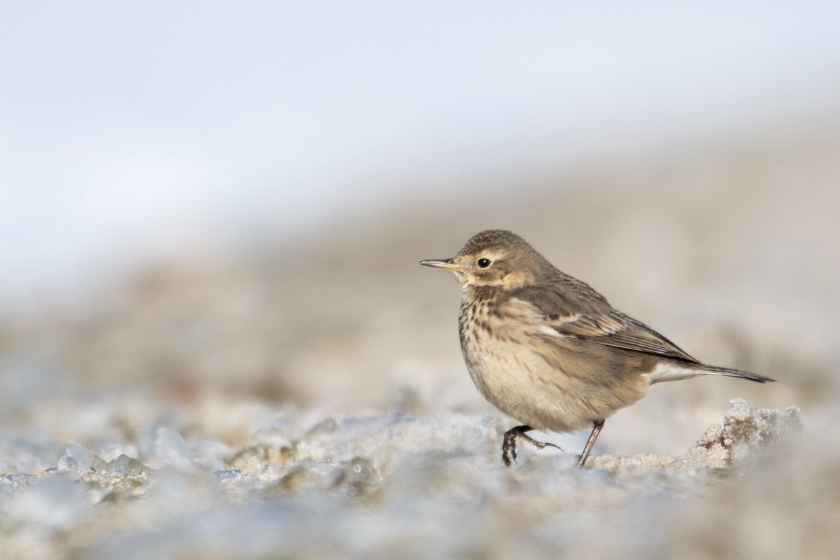 American Pipit - Jay Rand