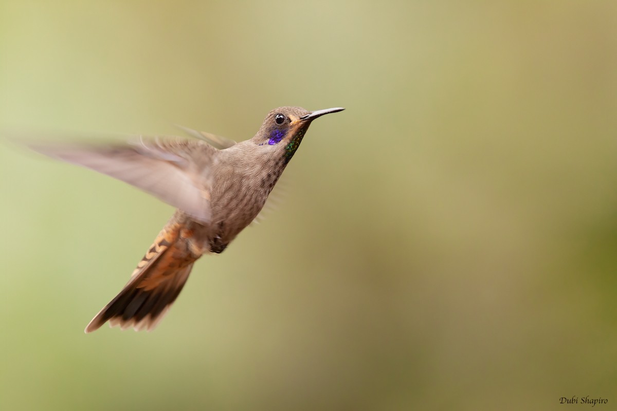 Braun-Veilchenohrkolibri - ML305634421