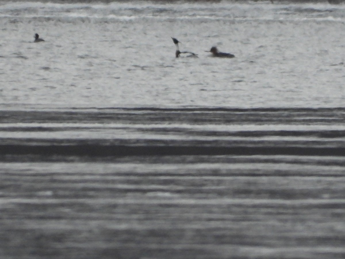 Red-breasted Merganser - Ron Marek