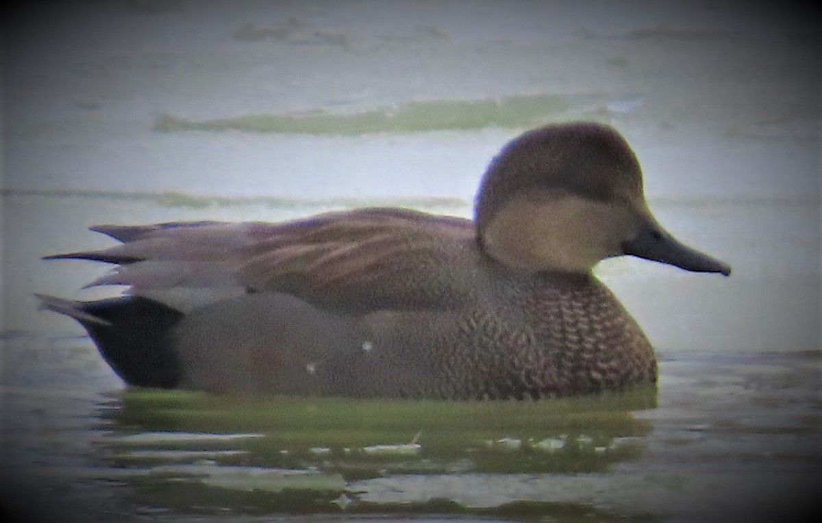 Gadwall - ML305638681