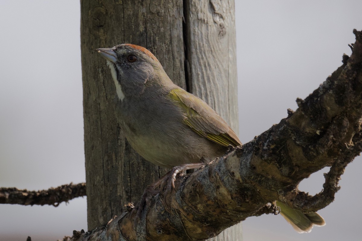 Green-tailed Towhee - ML305641361