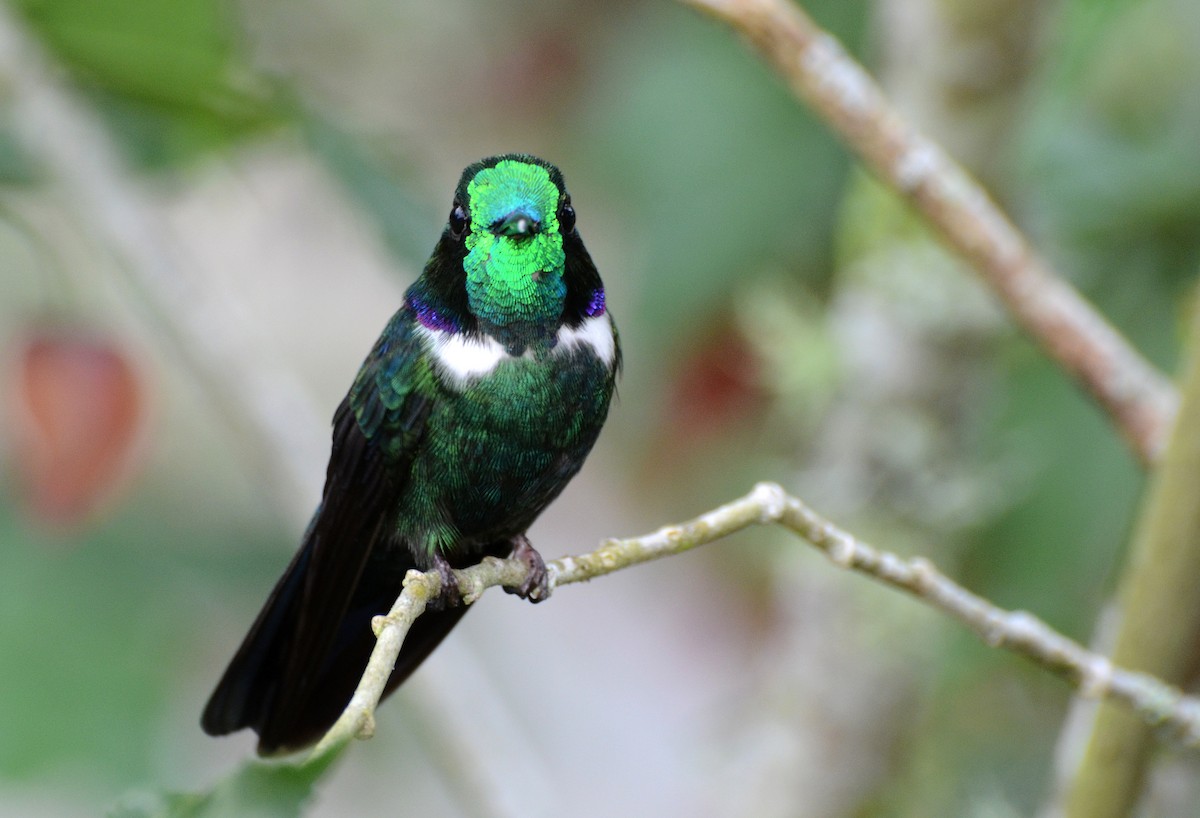 White-throated Daggerbill - David M. Bell