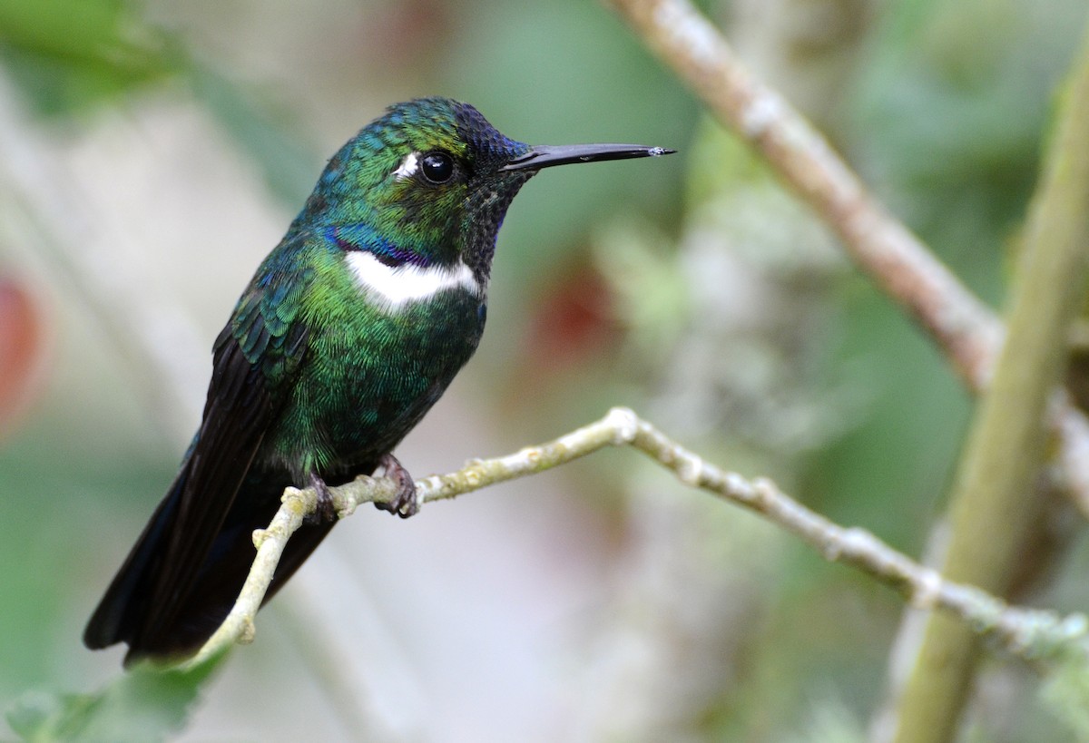 White-throated Daggerbill - David M. Bell