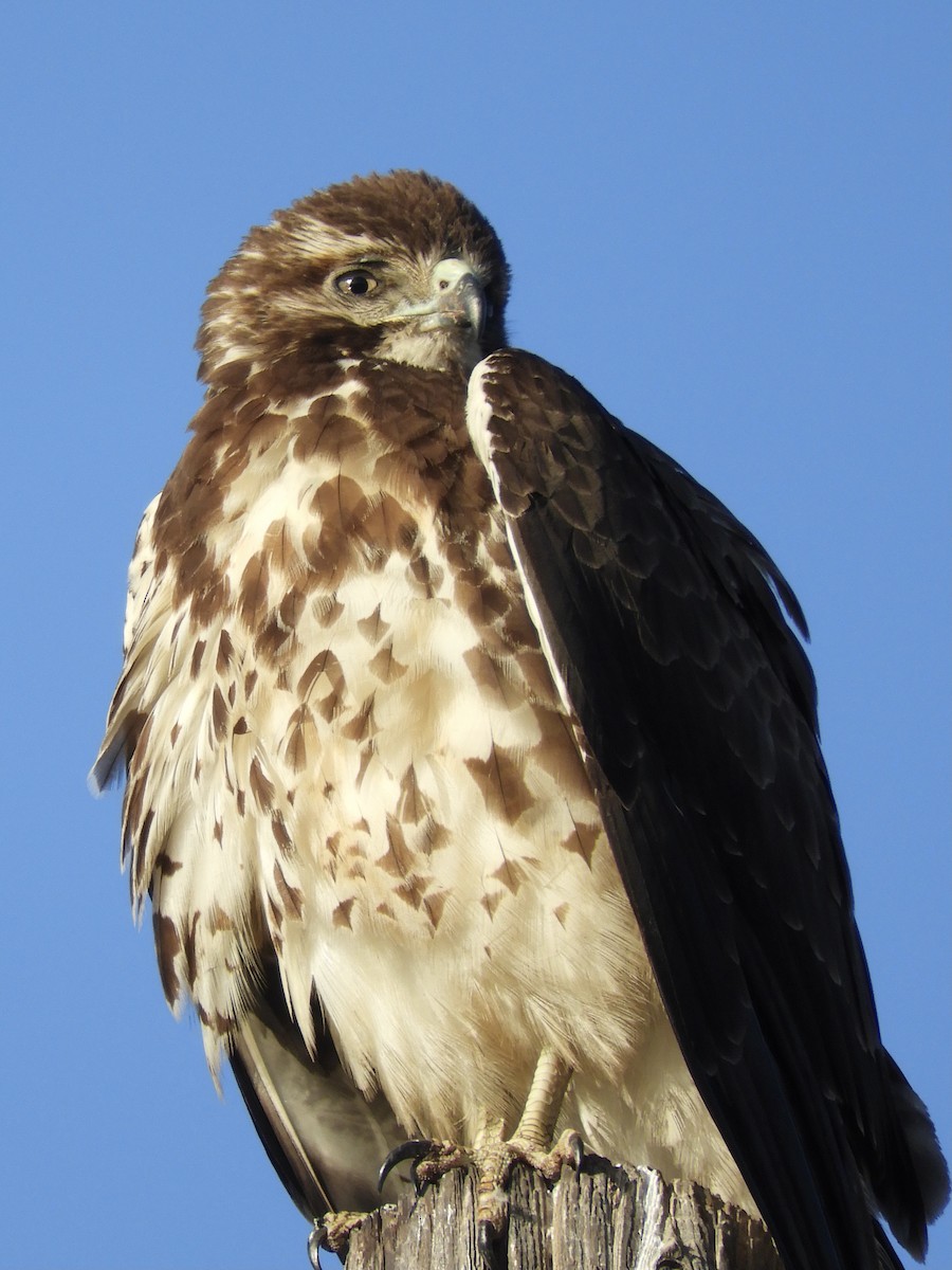 Swainson's Hawk - ML305642401