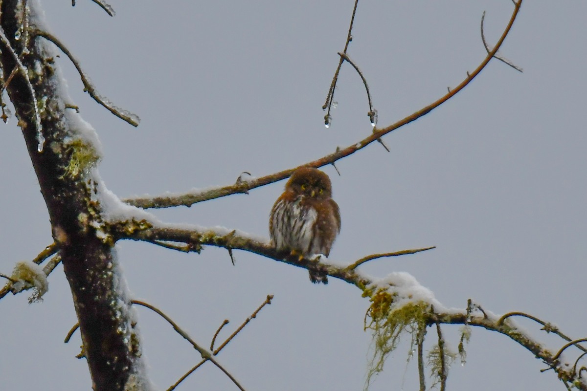 Northern Pygmy-Owl - ML305642491