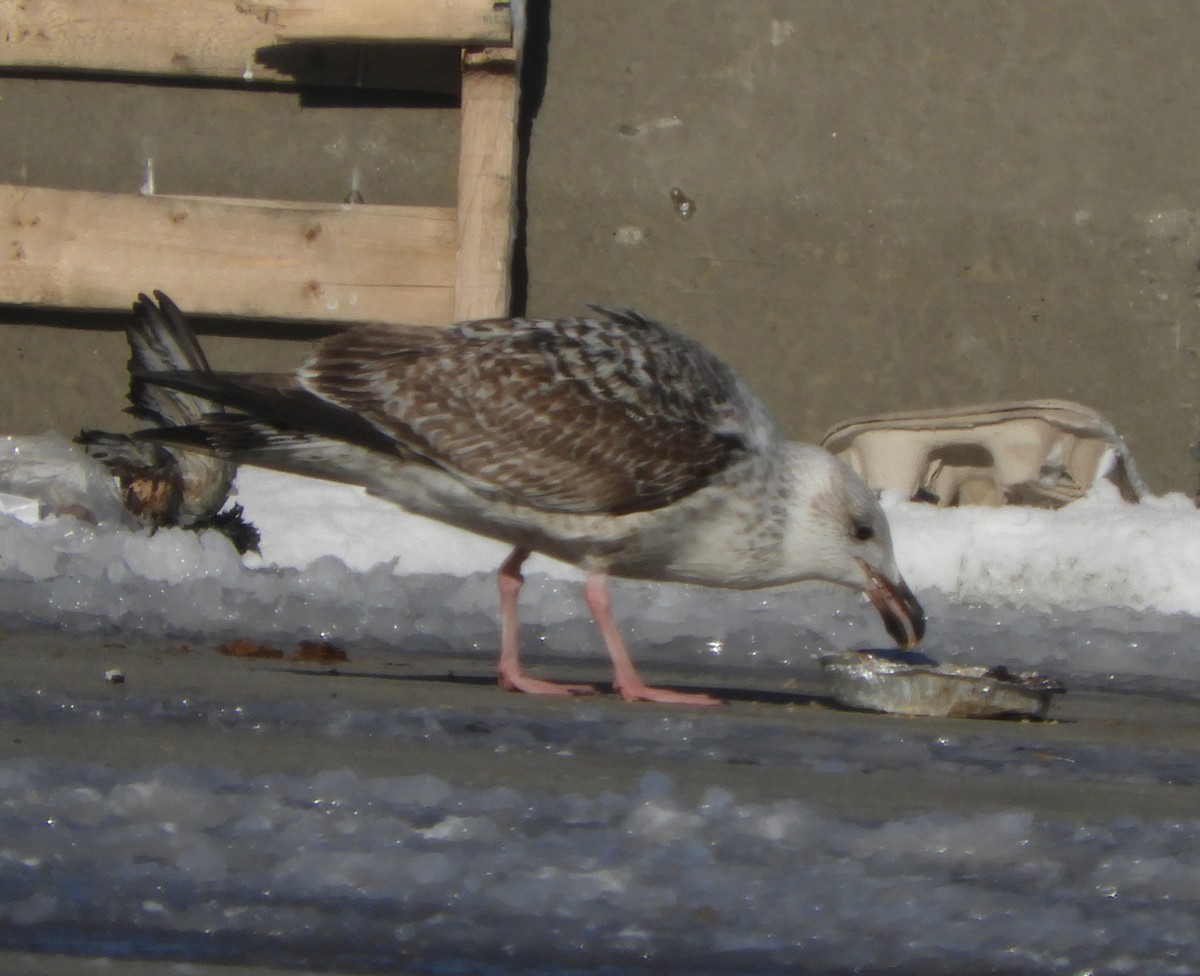 Great Black-backed Gull - ML305642751