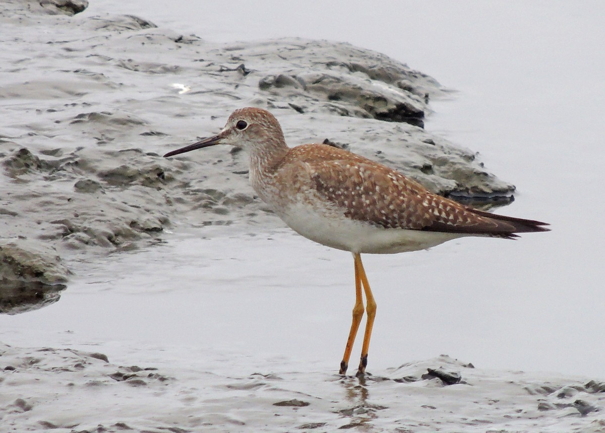 Lesser Yellowlegs - ML305643081