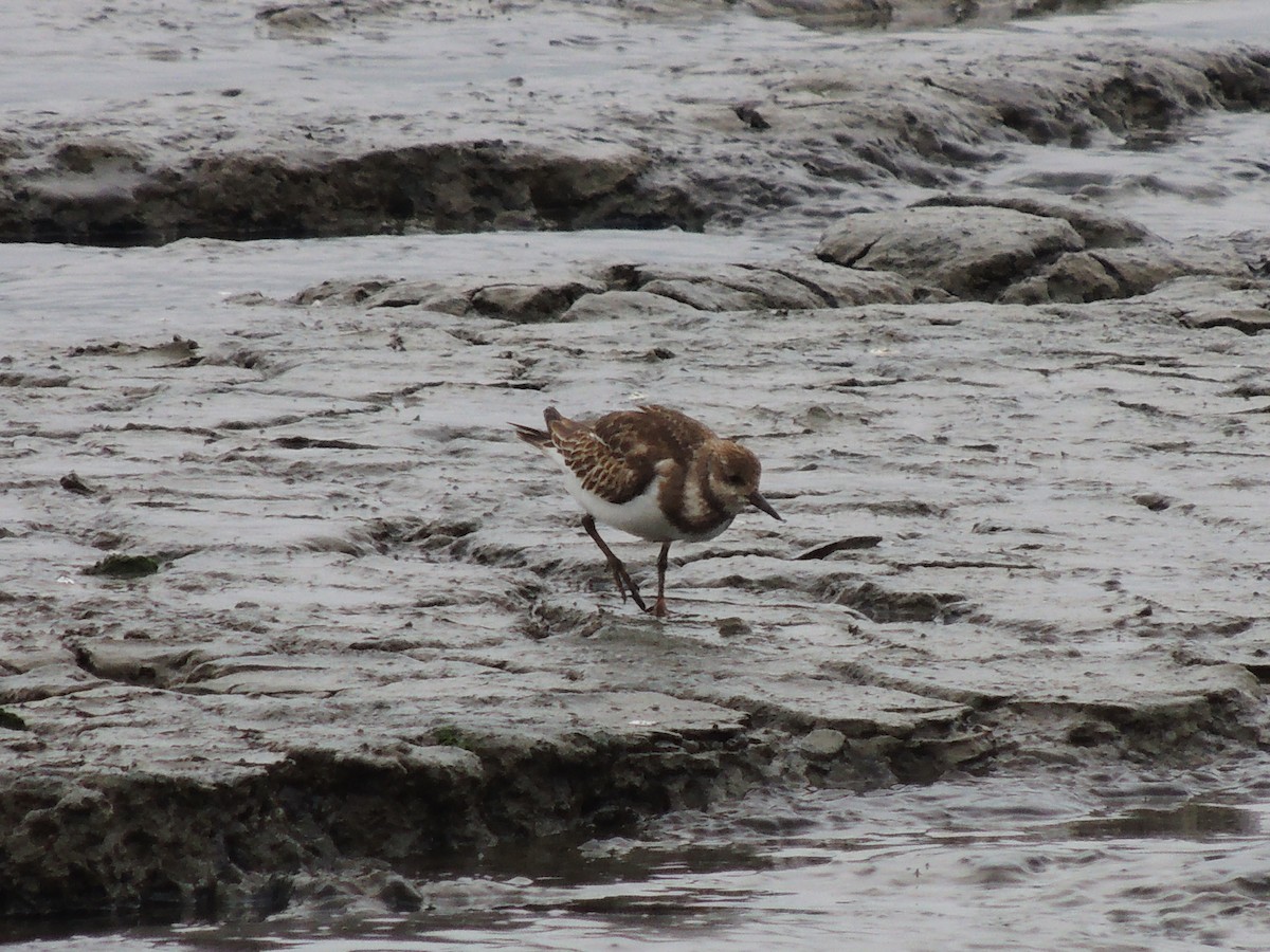 Ruddy Turnstone - ML305643251