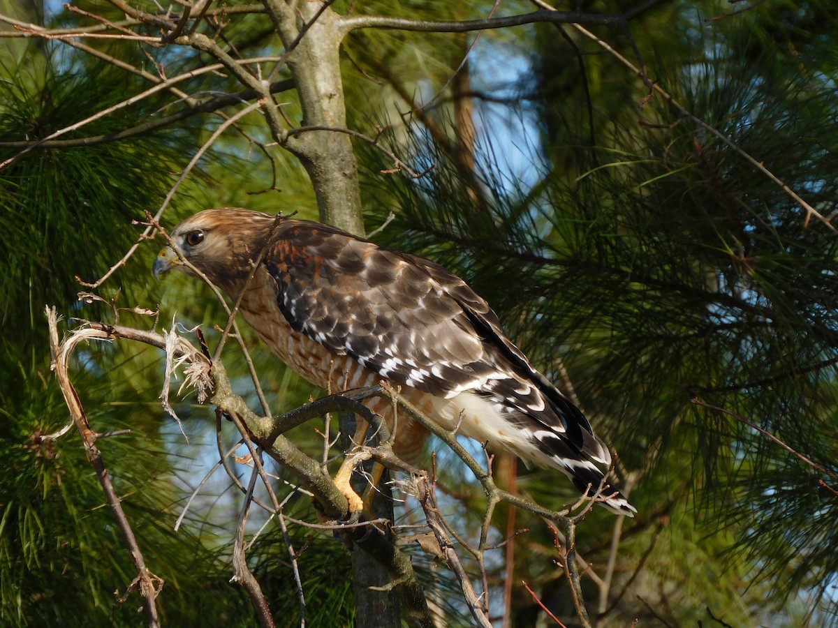 Red-shouldered Hawk - ML305643651