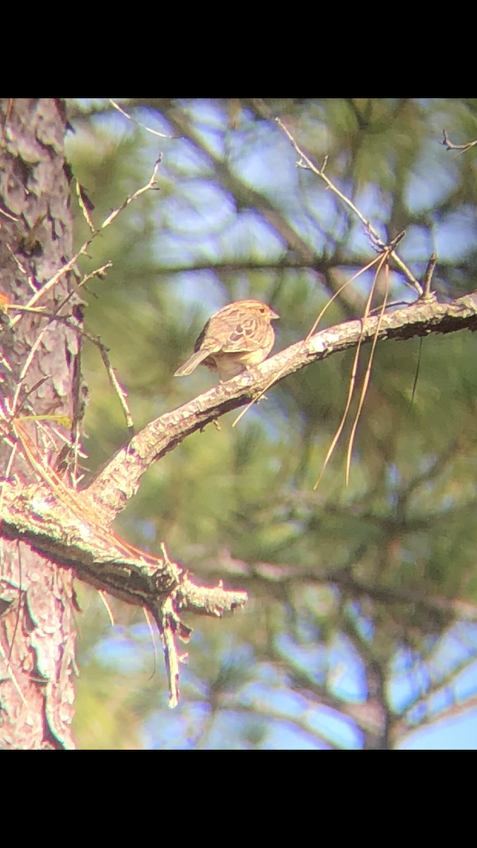 Bachman's Sparrow - ML305644071