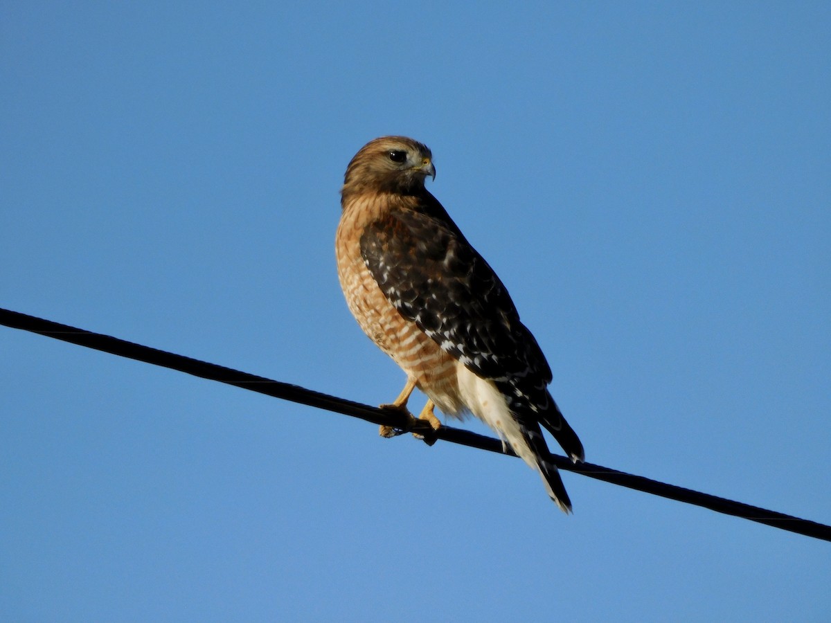 Red-shouldered Hawk - Adele Clagett